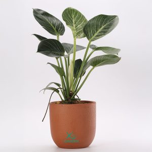 Cây đế vương kim cương