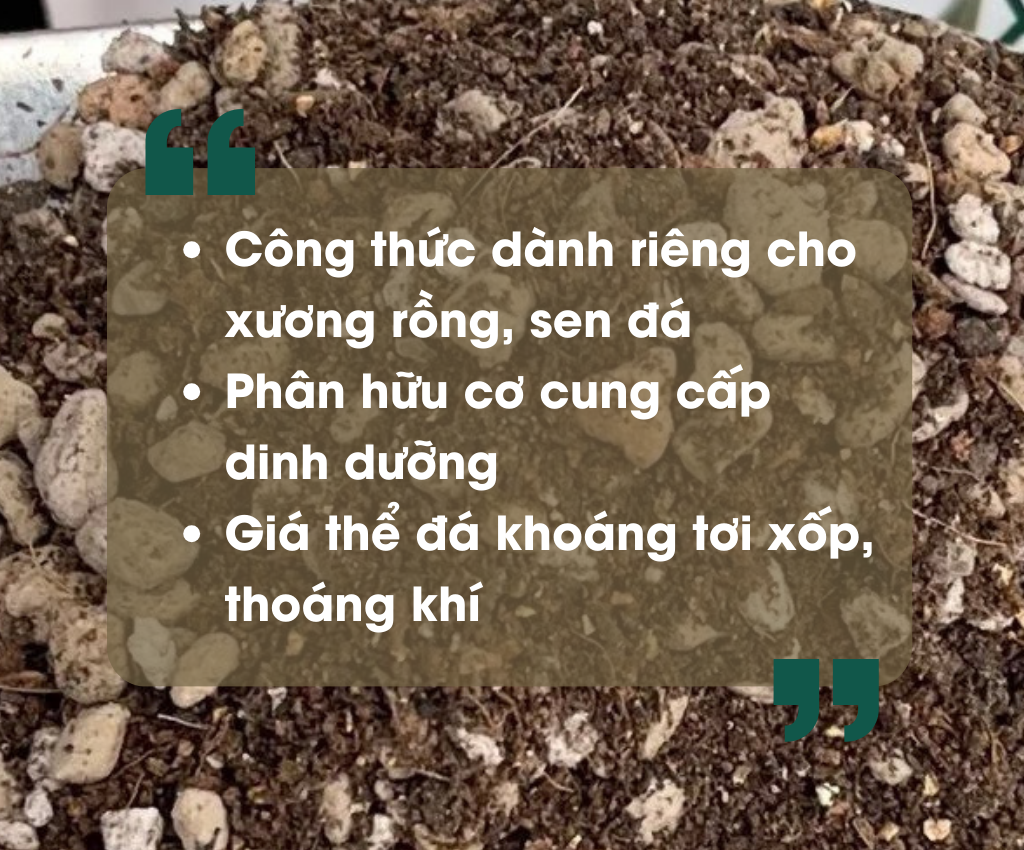 Đất trồng sen đá xương rồng Namix can canh dat trong xuong rong