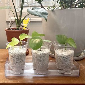 Đá Perlite – Đá Trân Châu Namix da tran chau perlite copy