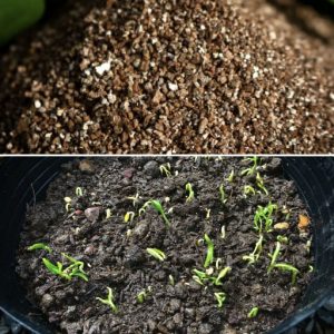 da vermiculite copy
