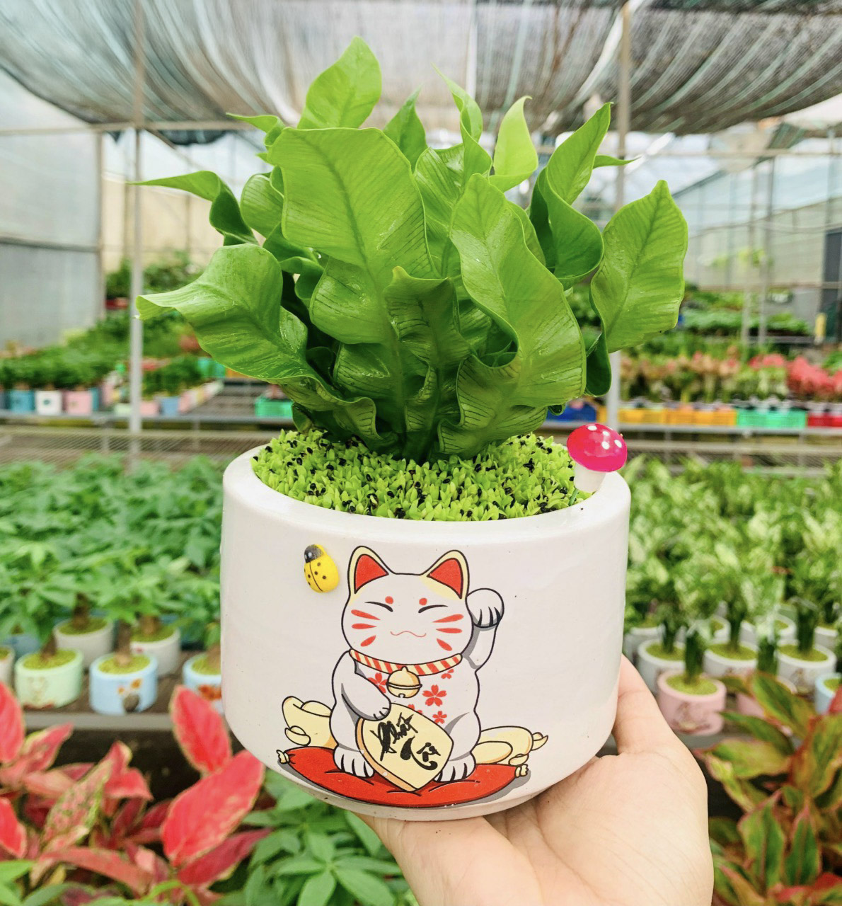 o phung-to qua copy Cây tổ phụng