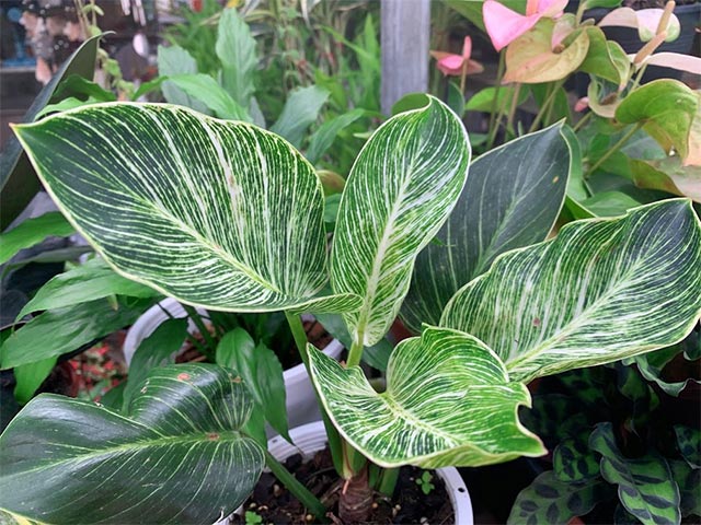 Trầu bà đế vương kim cương