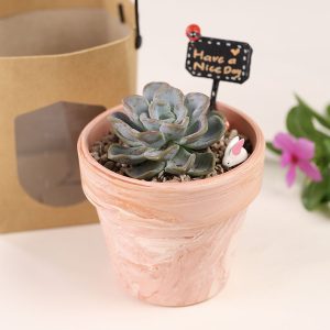 sen đá quà tặng