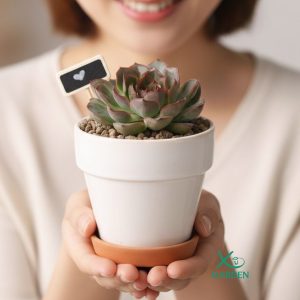 Set 1 Chậu Sen Đá Quà Tặng - Món Quà Xanh Ý Nghĩa Cho Mọi Dịp sen đá quà tặng