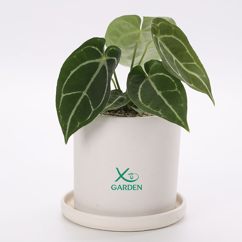 Anthurium Crystallinum: Siêu Sao Lá Ngọc Tràng Trề Cho Không Gian Sống cây anthurium crystallinum