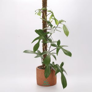 Cây Trầu Bà Cánh Én Xanh Kèm Chậu Gốm Trầu bà cánh én