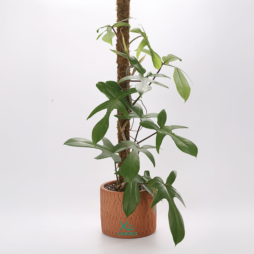 Cây trầu bà cánh én Trầu bà cánh én