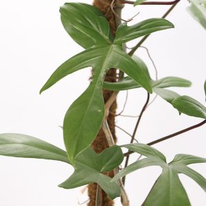 Cây Trầu Bà Cánh Én Xanh Kèm Chậu Gốm IMG 0056 copy