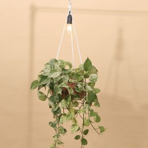 Dây Treo Chậu Cây Nhiều Tầng Decor Trong Nhà và Ngoài Trời IMG 0064 copy 2