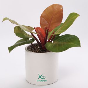 Trầu Bà Đế Vương Đỏ Kèm Chậu Gốm IMG 0071 copy 1