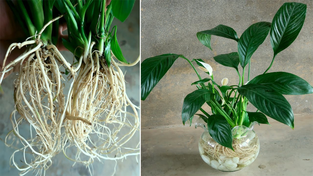 Các loại cây trồng trong nước để trong nhà dễ trồng dễ chăm sóc lan ý trồng nước
