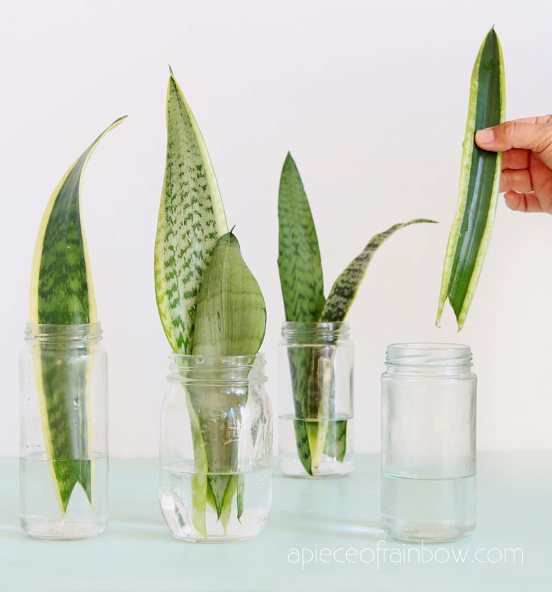 Các loại cây trồng trong nước để trong nhà dễ trồng dễ chăm sóc cây lưỡi hổ trong nước