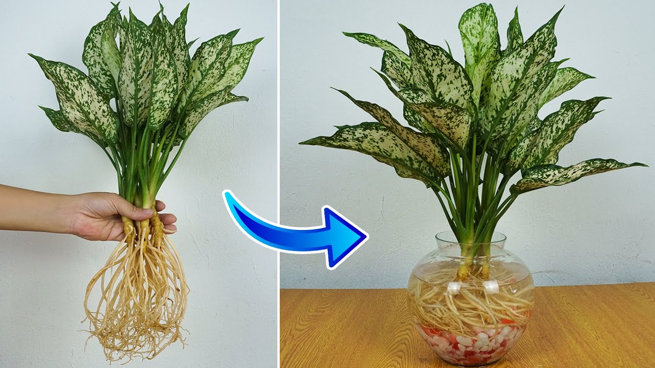 Các loại cây trồng trong nước để trong nhà dễ trồng dễ chăm sóc cây ngọc ngân
