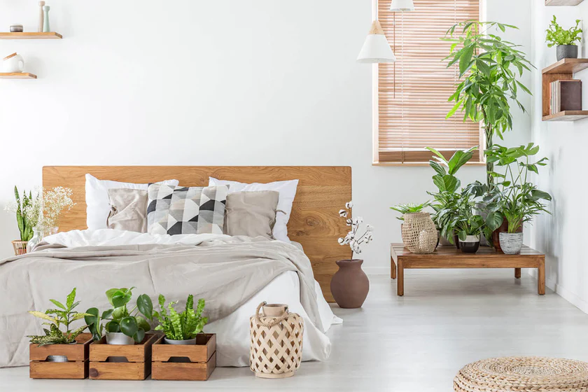 8 loại cây nhả oxy vào ban đêm, thanh lọc không khí, tốt cho giấc ngủ cây nhả oxy vào ban đêm