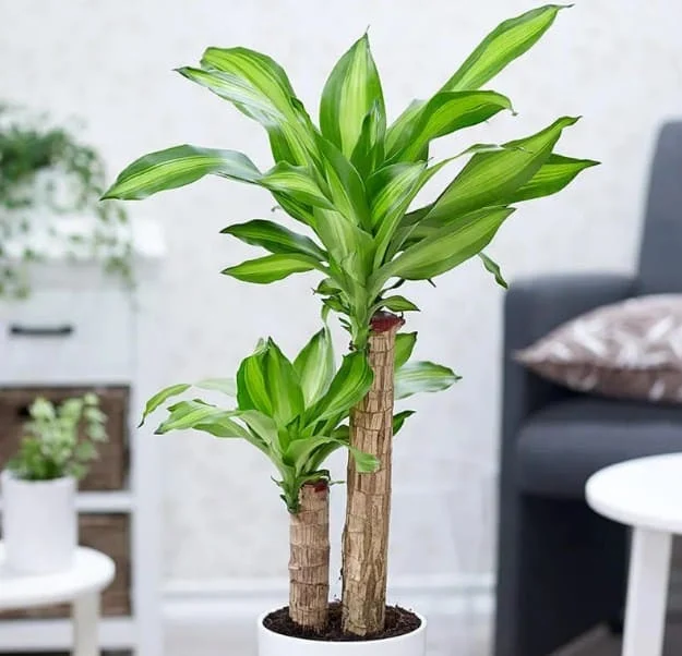 Cây Tặng Tân Gia: Ý Nghĩa Phong Thủy và Vẻ Đẹp Nội Thất Cây Phát Tài