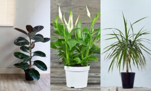 Cây trồng trong nhà dễ chăm sóc