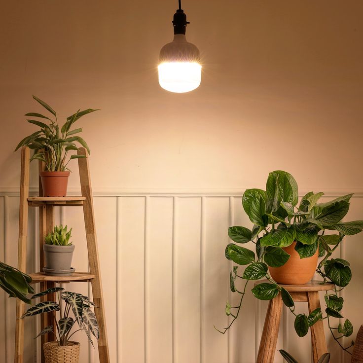 đèn trồng cây chuyên dụng