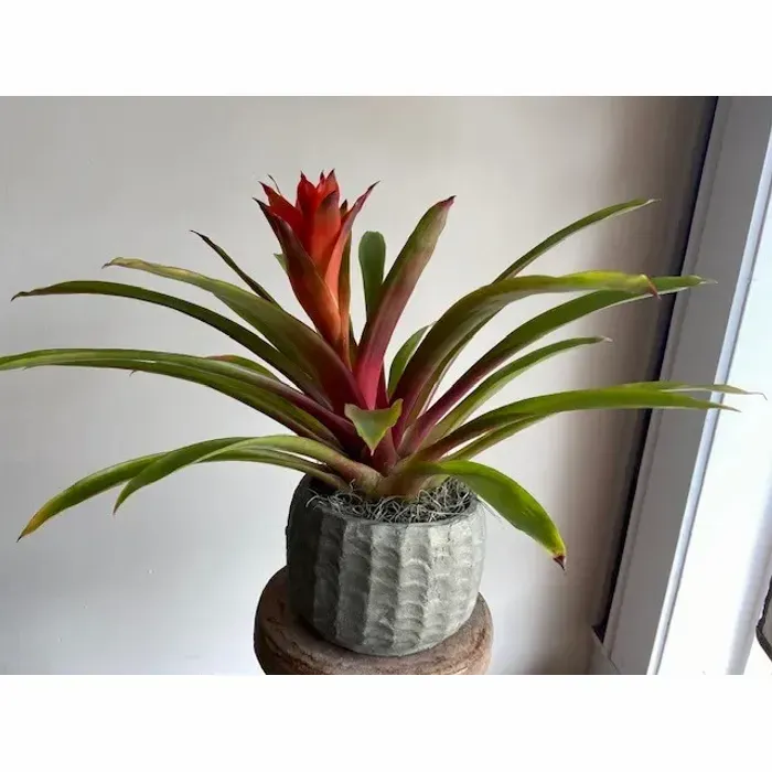 8 loại cây nhả oxy vào ban đêm, thanh lọc không khí, tốt cho giấc ngủ Dứa cảnh