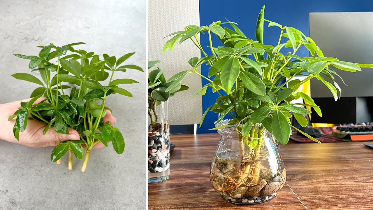 Các loại cây trồng trong nước để trong nhà dễ trồng dễ chăm sóc ngũ gia bì trong nước
