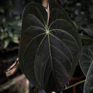 Anthurium AOS