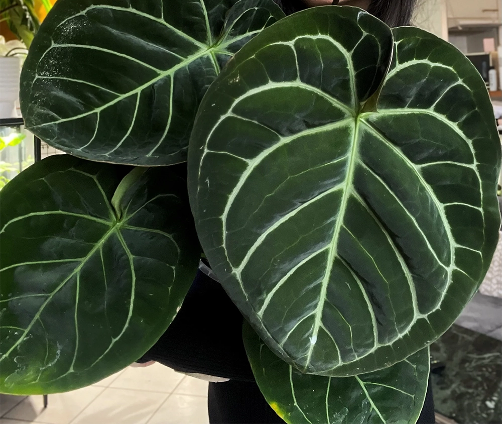 Anthurium AOS x Dorayaki