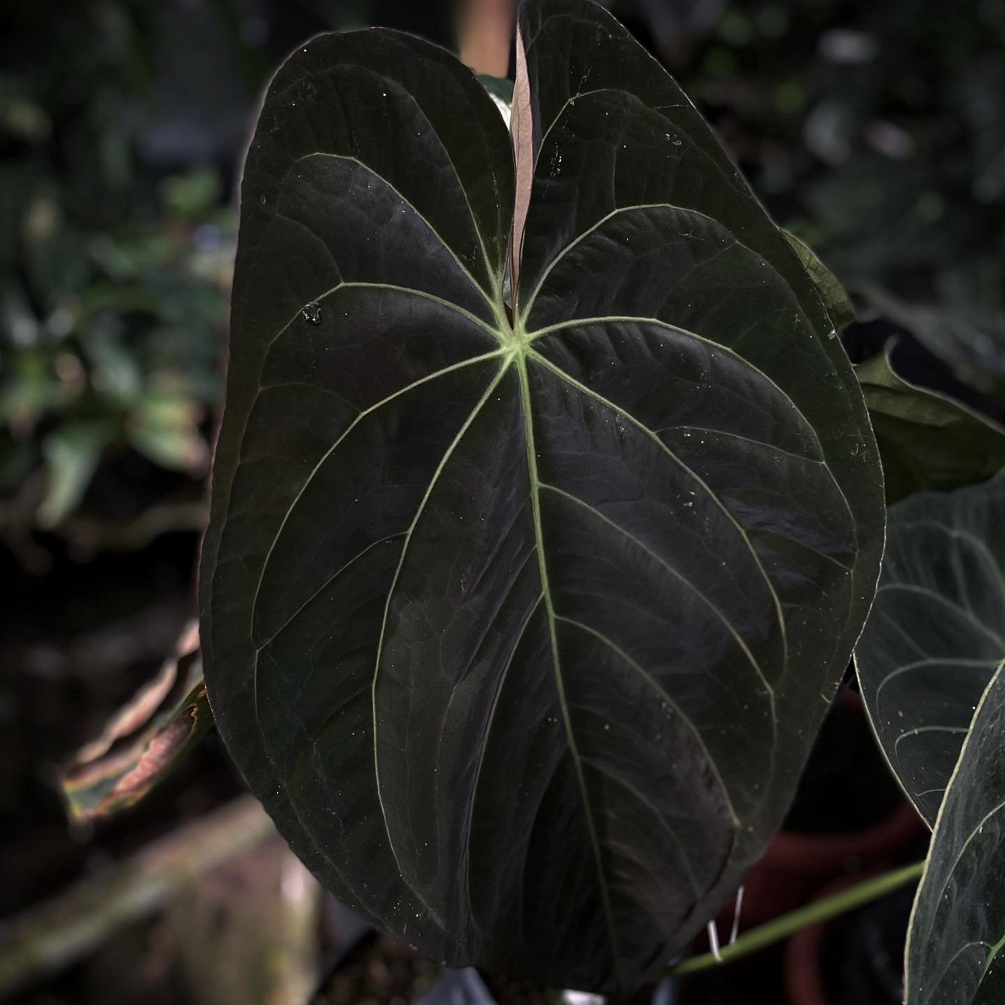 Anthurium AOS