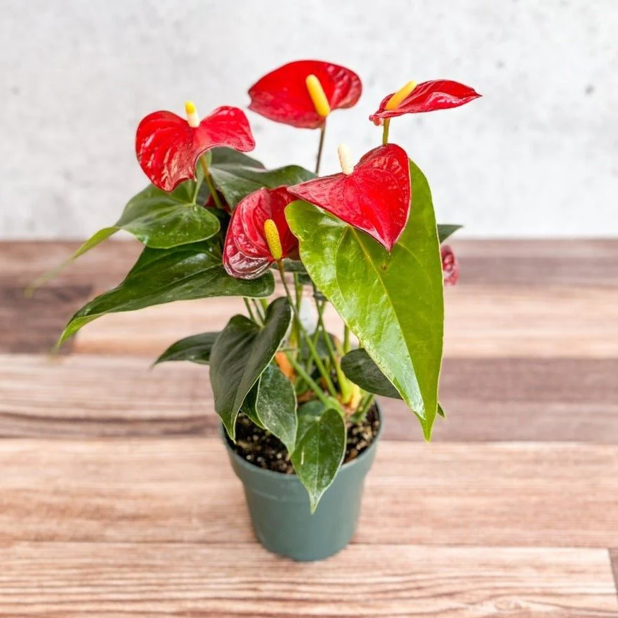 Anthurium Andraeanum