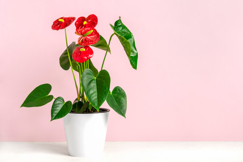 Khám Phá Vẻ Đẹp Đa Dạng Của Các Loại Cây Anthurium Cho Không Gian Sống Anthurium Andreanum