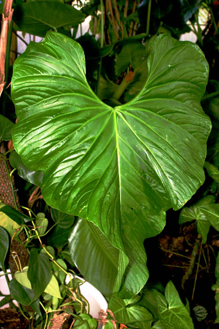 Anthurium Balaoanum