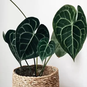 cây Anthurium Clarinervium