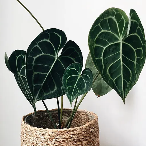 Khám Phá Vẻ Đẹp Đa Dạng Của Các Loại Cây Anthurium Cho Không Gian Sống cây Anthurium Clarinervium