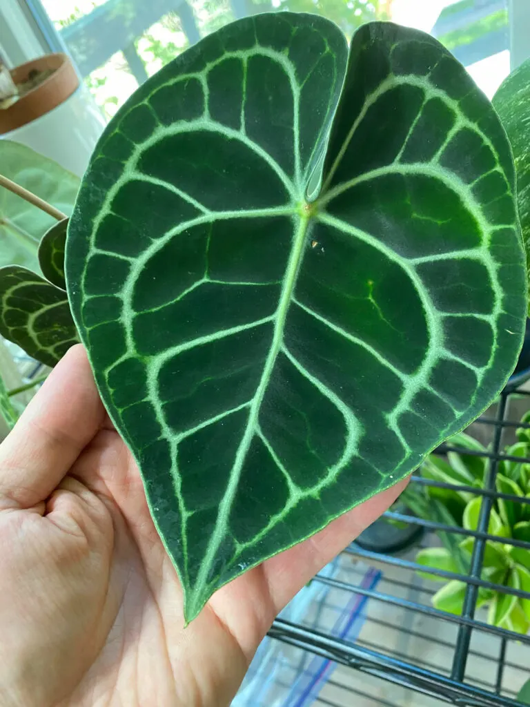 Anthurium Clarinervium