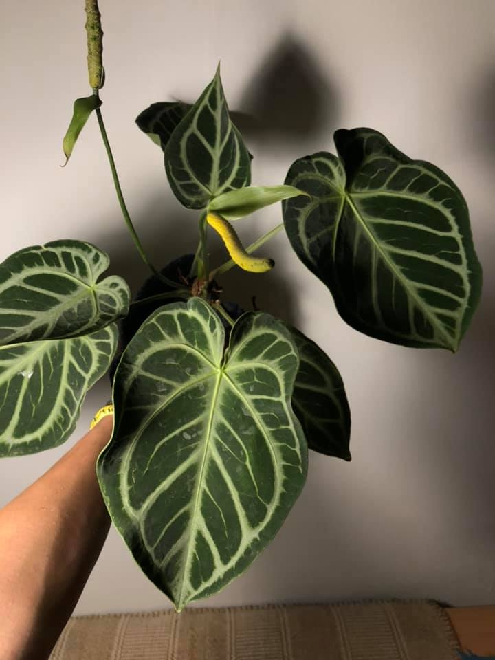 Khám Phá Anthurium Magnificum Red: Sắc Đỏ Độc Đáo Trong Thế Giới Cây Cảnh Anthurium Crystal Hope x Magnificum