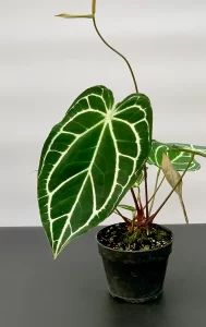 Anthurium Crystallinum