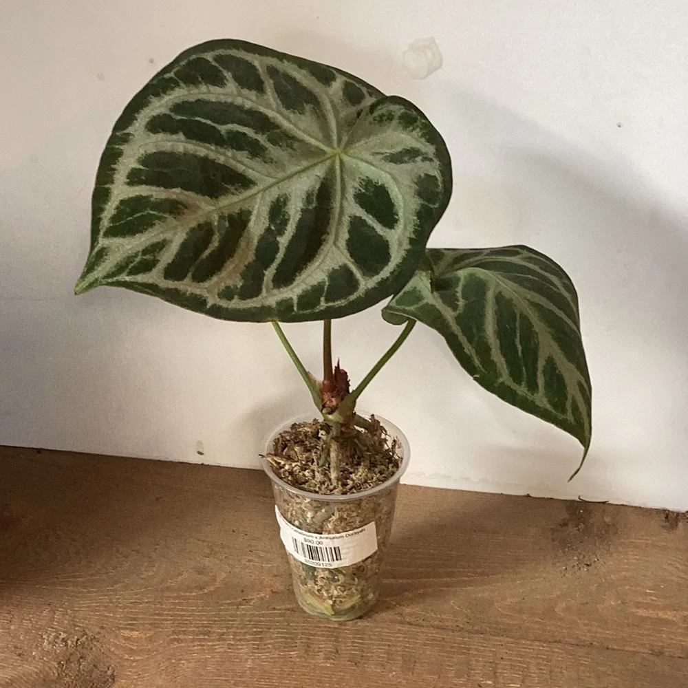 Khám Phá Vẻ Đẹp và Nghệ Thuật Lai Tạo Anthurium Dorayaki Anthurium Crystallinum x Anthurium Dorayaki