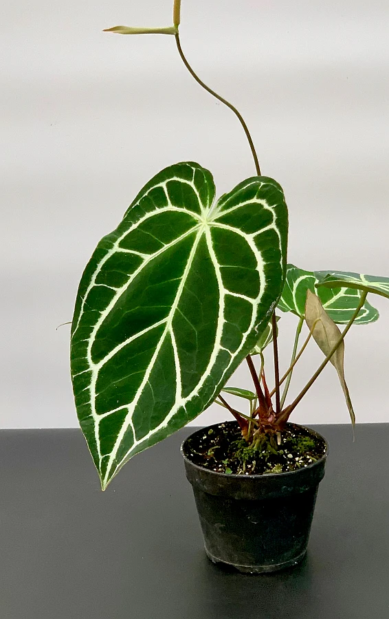 Khám Phá Vẻ Đẹp Đa Dạng Của Các Loại Cây Anthurium Cho Không Gian Sống Anthurium Crystallinum