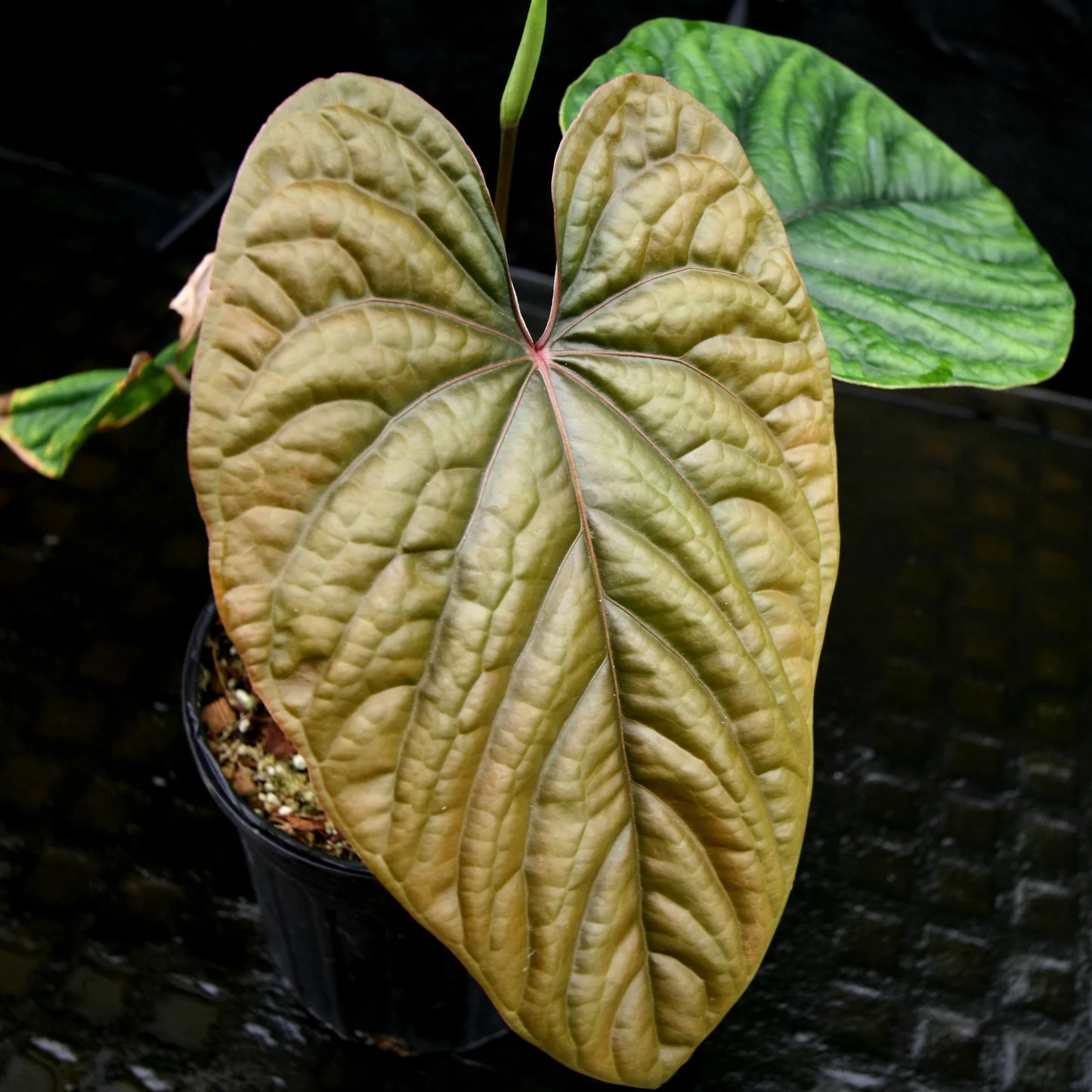 Anthurium Debilis