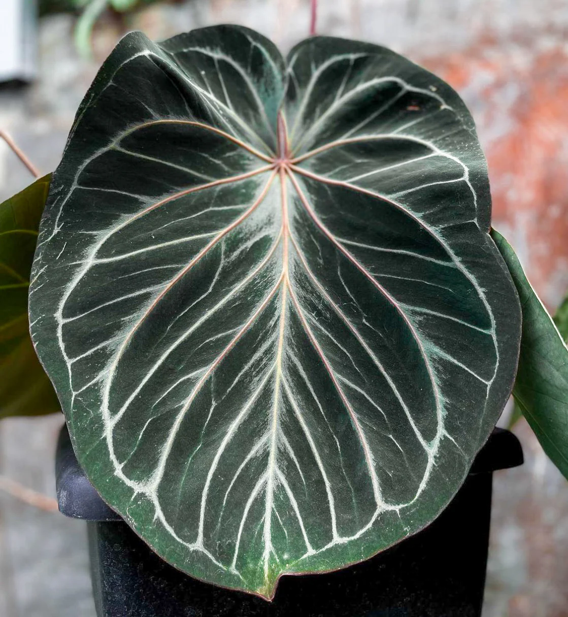 Khám Phá Vẻ Đẹp Đa Dạng Của Các Loại Cây Anthurium Cho Không Gian Sống Anthurium King Ace of Spades