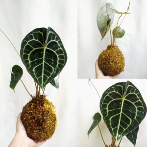 Anthurium Kokedama