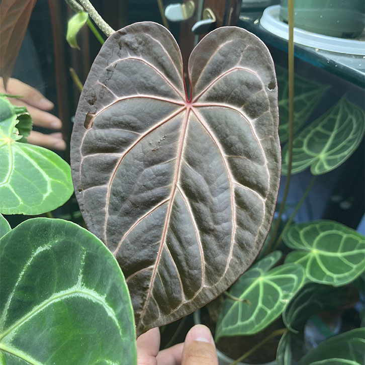 Khám Phá Anthurium Magnificum Red: Sắc Đỏ Độc Đáo Trong Thế Giới Cây Cảnh cây Anthurium Magnificum Red
