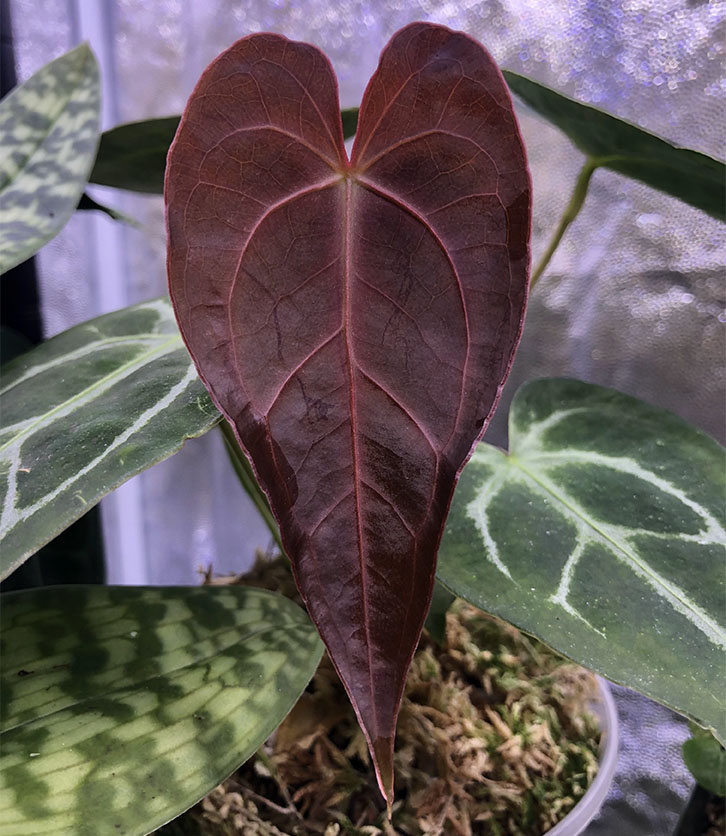 Khám Phá Anthurium Magnificum Red: Sắc Đỏ Độc Đáo Trong Thế Giới Cây Cảnh Anthurium Magnificum Red