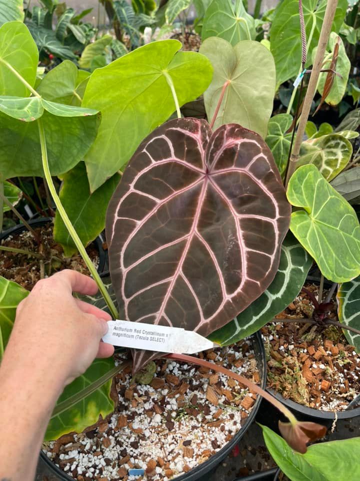 Khám Phá Anthurium Magnificum Red: Sắc Đỏ Độc Đáo Trong Thế Giới Cây Cảnh Anthurium Magnificum