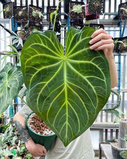 Khám Phá Vẻ Đẹp Sang Trọng Của Cây Anthurium Magnificum Anthurium Magnificum