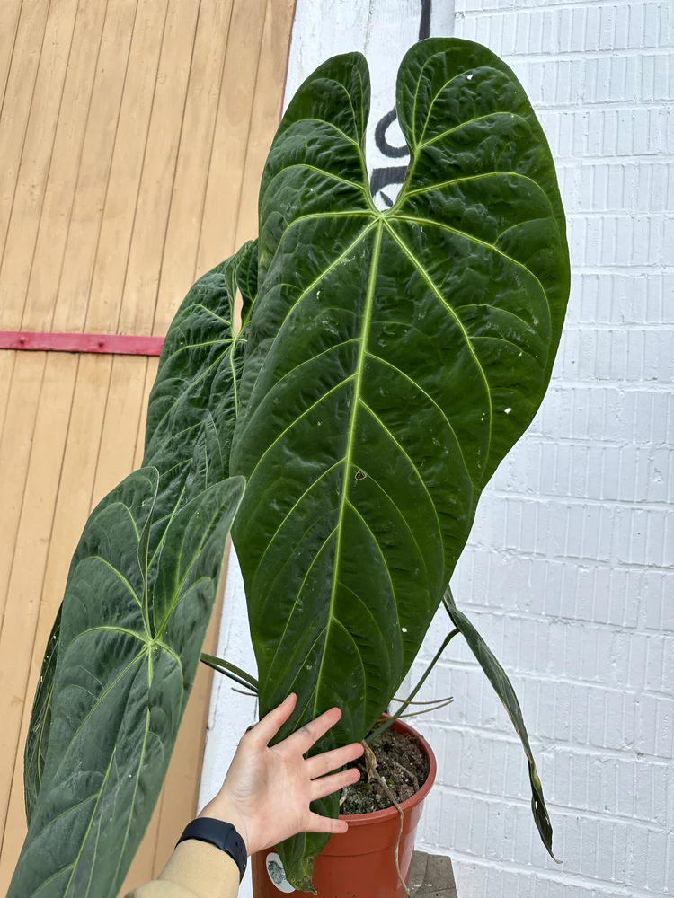 Sự Quyến Rũ của Cây Anthurium Metallicum trong Không Gian Sống Hiện Đại Anthurium Metallicum