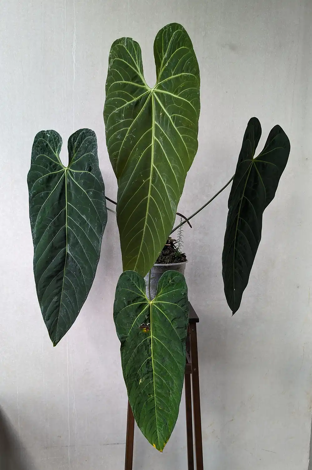 Anthurium Metallicum