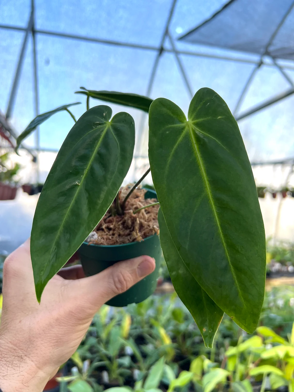 Sự Quyến Rũ của Cây Anthurium Metallicum trong Không Gian Sống Hiện Đại Anthurium Metallicum