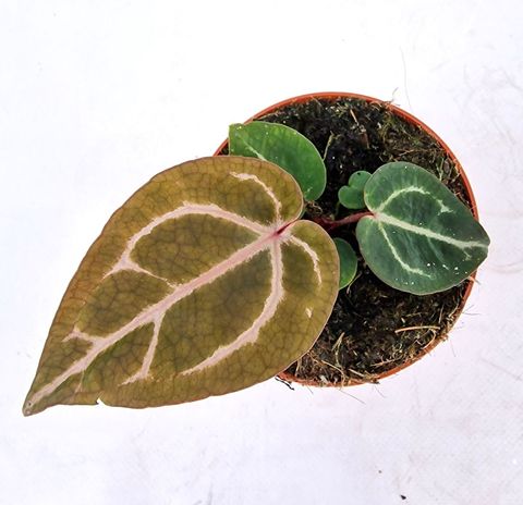 Anthurium Kokedama: Nghệ Thuật Bonsai Độc Đáo Trong Không Gian Sống Anthurium Michelle