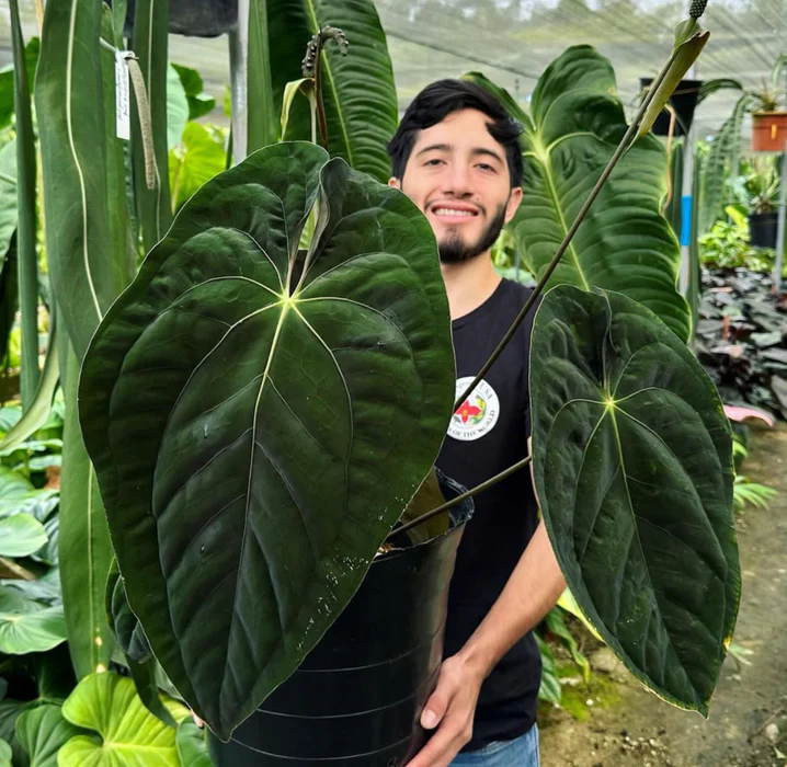 Anthurium Papillilaminum