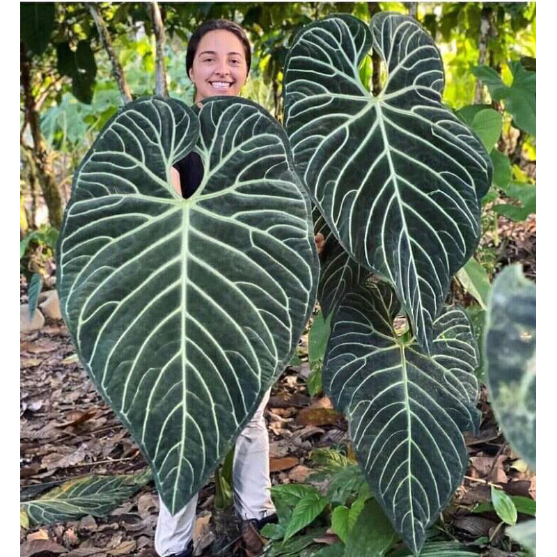 Anthurium Regale