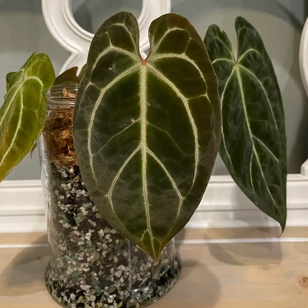 Besseae x AOS